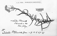 Labrella ptarmicae image